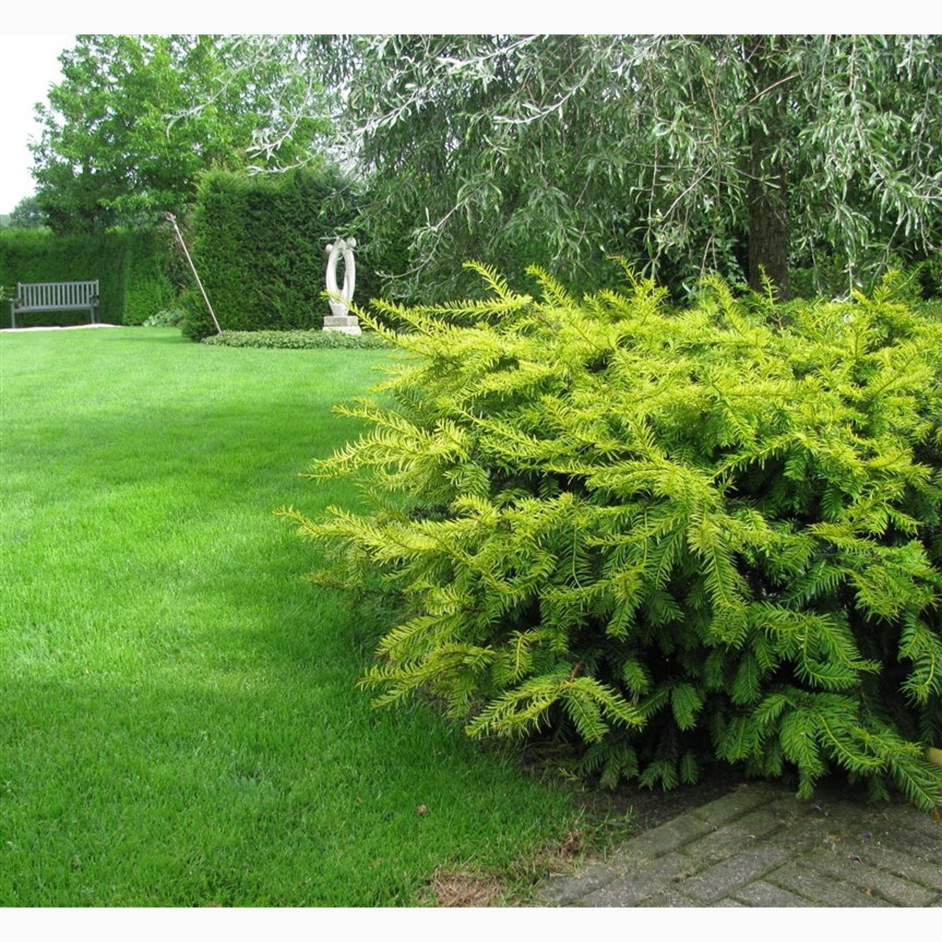 Idegran – Taxus baccata 'Summergold' - C3 25-30 CM